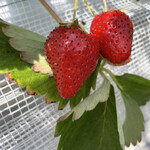 姫路ハートフル観光農園 - 