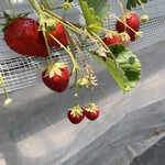 姫路ハートフル観光農園 - 