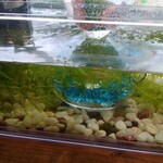 喫茶 あじさい - 内観、メダカ。