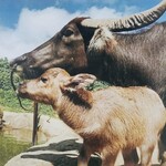 居酒屋 猪狩家 - 