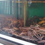 割烹かまた - お店の入口にかにの水槽