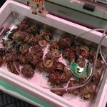 ODOYA - 小さい地サザエ