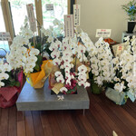 オバッタベッタ マメボシ - 