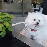 フィオレンティーナ - ひと遊びしてテラスに到着