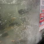 きときと - 入口で泳いでるフグ達。