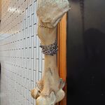 一条流がんこ総本家分家四谷荒木町 - 