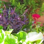 愛とパン - 店前花壇、好きな紫御殿が...