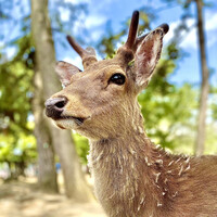 アコルドゥ - 興福寺の鹿は角が生え変わる時期、きりっと凛々しく可愛い瞳が惹きつける　(((o(*ﾟ▽ﾟ*)o)))♡