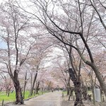 円山球場食堂 - 桜満開