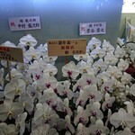 鮨 あらい - たくさんお祝いのお花が届いていました