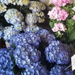 アールケイ ガーデン - お花屋さんの紫陽花