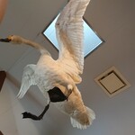 クッチャロ湖畔 売店 Chaiko - 浜頓別クッチャロ湖水鳥観察館
