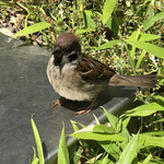 パン・デ・フィロゾフ - パンの香りにチュンが寄って来ました。