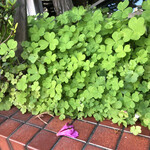 パン・デ・フィロゾフ - 並んでいる合間に四つ葉のグローバー探し。
      でも、惜しくも見つけられず。