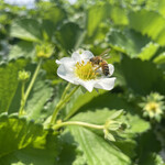 姫路ハートフル観光農園 - 