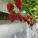 姫路ハートフル観光農園 - 