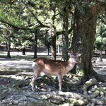 中谷堂 - 奈良といえば鹿ですね！
