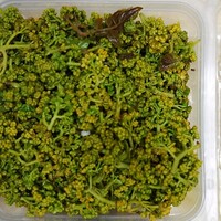 富小路 やま岸 - 