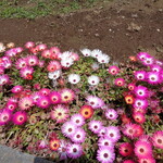 ラーメン二郎 - 鮮やか