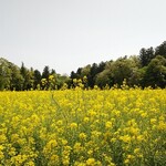 丸信ラーメン - 初夏の板室街道沿い！