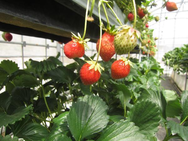 こもろ布引いちご園 小諸 その他 食べログ