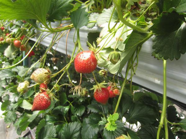 こもろ布引いちご園 小諸 その他 食べログ