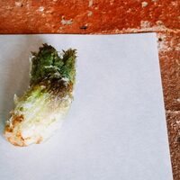 たでの葉 - タラの芽