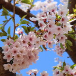 函館洋菓子スナッフルス - 五稜郭の桜