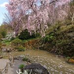 前山寺 - 玄関前の池＆しだれ桜