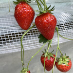 姫路ハートフル観光農園 - 