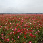 happy - ベイファーム笠岡ではポピーが満開です③(2021.05.05)