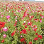 happy - ベイファーム笠岡ではポピーが満開です①(2021.05.05)