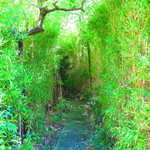 雙柿庵 - 笹で囲まれたお店への通路