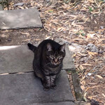 ス・マートパン - 