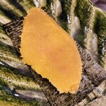 徳山鮓 - 自家製のカラスミ♡美味しい♡なんてメタボなの♡