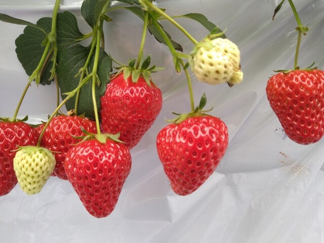 Canadell Berry カナデル ベリー 東八尾 その他 食べログ Canadell Berry カナデル ベリー 東八尾 その他 食べログ