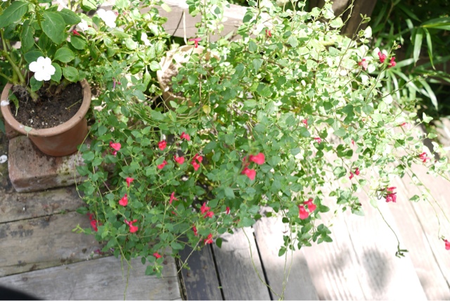 ノースポール富谷 &ndash; 富谷町のフレンチレストラン