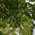 房総丼丸 清見台東店 - 