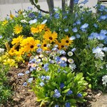 カフェ笑夢 - お庭に可愛い花＊花