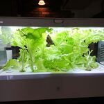 ステーキ・洋食のTANTO屋 - 店内の風景　2021.5