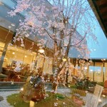 桜珈琲 - 店内の桜