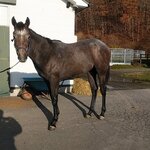 元祖ジャンボ焼き鳥 鳥喜 - 佐藤牧場　訪問時撮影