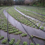 大王わさび農場 - 