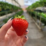 越谷ストロベリー - 