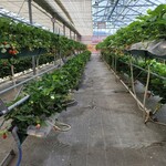 越谷ストロベリー - 人数制限で、密にはならない！