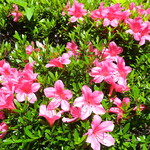 ラーメン二郎 - 近くで咲くツツジ