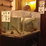 我流 たつみ - 穴子ちゃんが泳いでいるよ〜( ´ ▽ ` )ﾉ