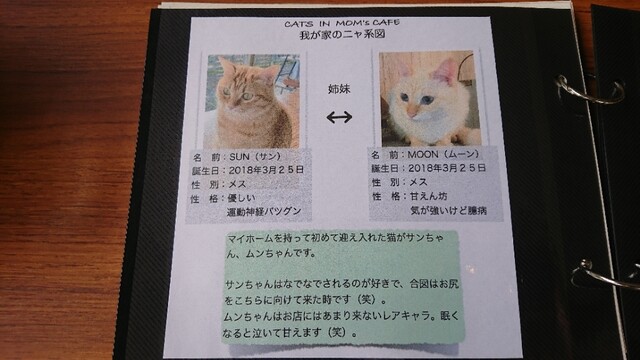 猫と遊べる(u003d^・^u003d) 隠れ家カフェ☆』by 佳まる : モムズ カフェ 