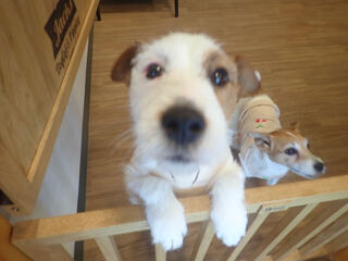 杜の都で看板犬と食事 現在22店っ 仙台 食べログまとめ