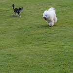 Les deux Bleue - RUN, RUN, RUN〜♬